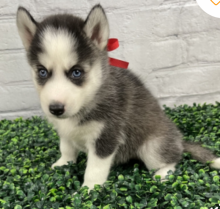 Adorable SIberian Husky male and female available Image eClassifieds4u 2