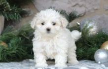 Charming Male and Female Teacup Maltese Pups Image eClassifieds4u 1