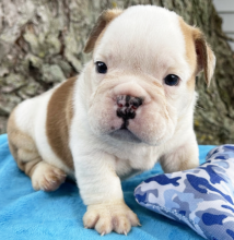 English bulldog puppies available for you Image eClassifieds4u 1
