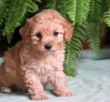 We have the best quality poodle toy puppies Image eClassifieds4u 2