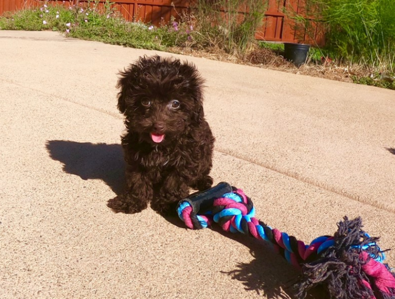 Super cute male and female HavaPoo designer puppies!! Image eClassifieds4u