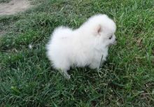 Charming female and male Pomerania puppies