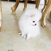 Pomerania mini toy Puppy for Adoption