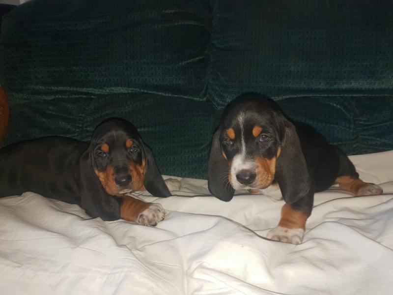 Basset Hound Puppies Available Now (12wk Old) Image eClassifieds4u