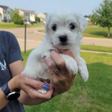 Coton de Tulear Puppies Available Now (12wk Old) Image eClassifieds4U