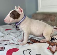 Bull Terrier Puppies - Updated On All Shots Available For Rehoming
