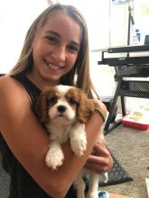 Cavalier King Charles Spaniel Puppies - Updated On All Shots Available For Rehoming