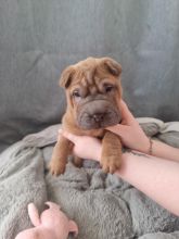 Chinese Shar Pei Puppies Available Now (12wk Old)