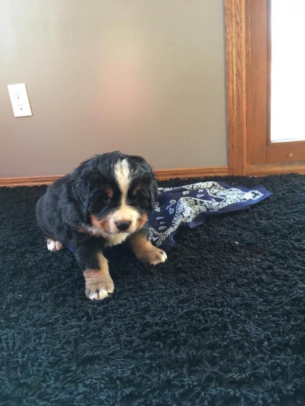 Bernese Mountain Dog Puppies - Updated On All Shots Available For Rehoming Image eClassifieds4u