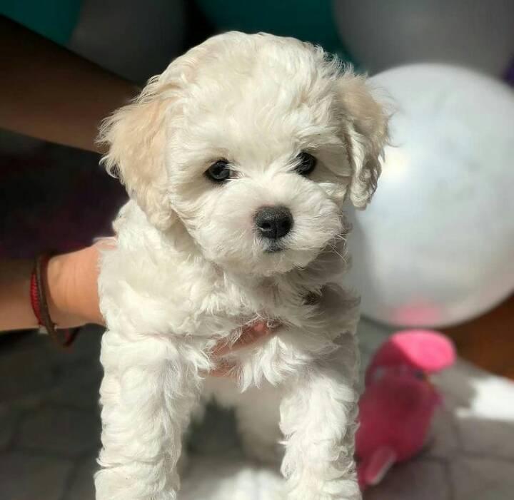 Bichon Frise Puppies Available Now (12wk Old) Image eClassifieds4u