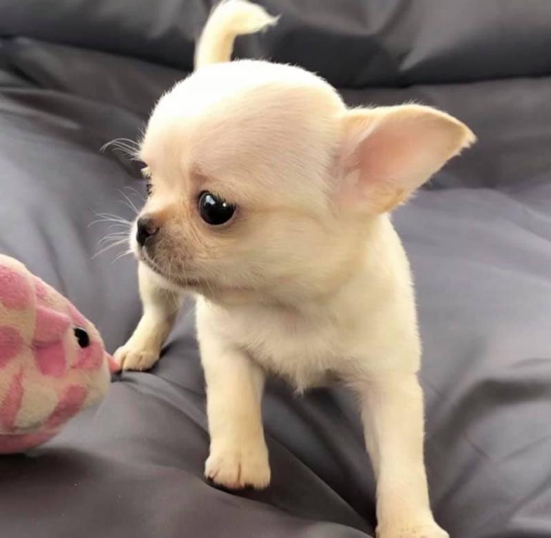 Chihuahua Puppies - Updated On All Shots Available For Rehoming Image eClassifieds4u