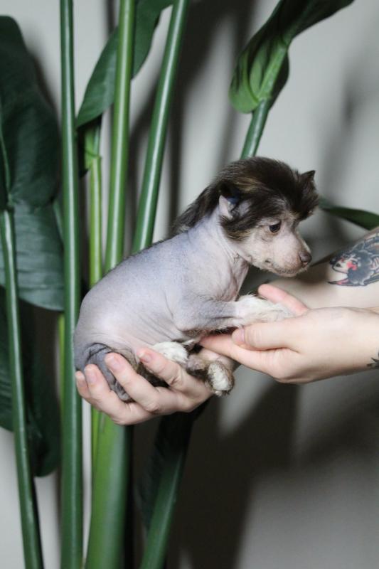 Chinese Crested Dog Puppies Available Now (12wk Old) Image eClassifieds4u