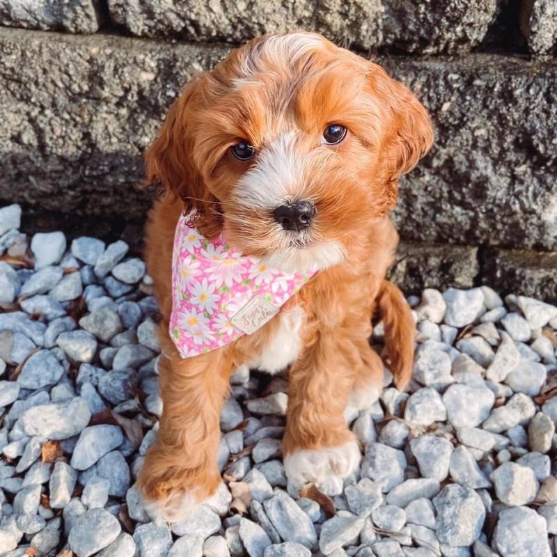 Coc.kapoo Puppies - Updated On All Shots Available For Rehoming Image eClassifieds4u