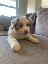 Australian Shepherd Puppies - Updated On All Shots Available For Rehoming Image eClassifieds4U