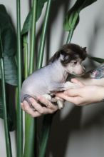 Chinese Crested Dog Puppies - Updated On All Shots Available For Rehoming Image eClassifieds4U