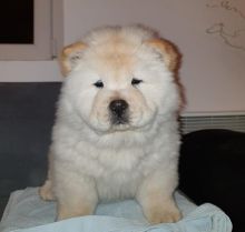 Chow Chow Puppies - Updated On All Shots Available For Rehoming Image eClassifieds4U