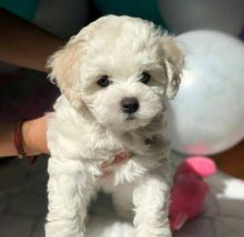 Bichon Frise Puppies Available Now (12wk Old)
