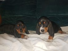 Basset Hound Puppies Available Now (12wk Old) Image eClassifieds4U