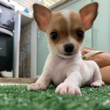 adorable chihuahua puppies for rehoming
