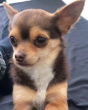 adorable chihuahua puppies for rehoming