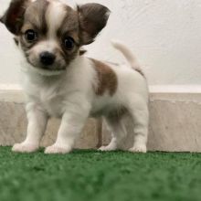 adorable chihuahua puppies for rehoming