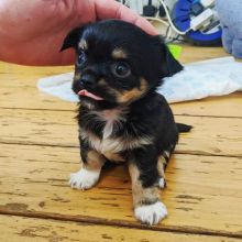 adorable chihuahua puppies for rehoming