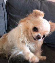 adorable chihuahua puppies for rehoming