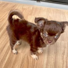 adorable chihuahua puppies for rehoming