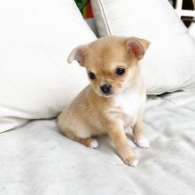 Cute and adorable Chihuahua puppies.