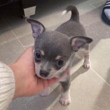 cute and adorable chihuahua puppies for rehoming