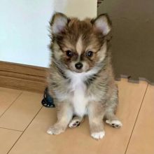 cute and adorable pomeranian pupies for rehoming