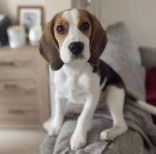 Cute and lovely male and female Beagle puppies