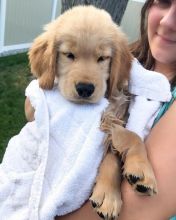 Golden Retriever puppies