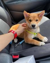 Lovely Shiba Inu Puppies