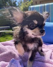 magnificent chihuahua puppies for rehoming