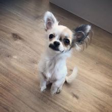magnificent chihuahua puppies for rehoming