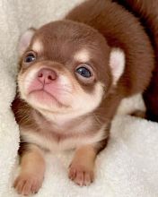 magnificent chihuahua puppies for rehoming
