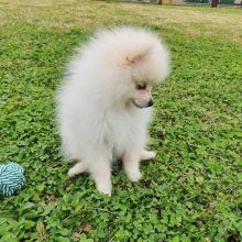 MALE AND FEMALE MINIATURE POMERANIAN PUPPIES???? AVAILABLE????