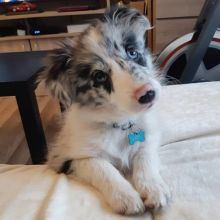 There are male and female Border Collie pups.