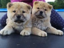 Well trained chow chow puppies for adoption