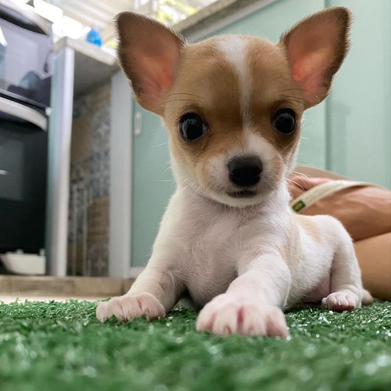 adorable chihuahua puppies for rehoming Image eClassifieds4u