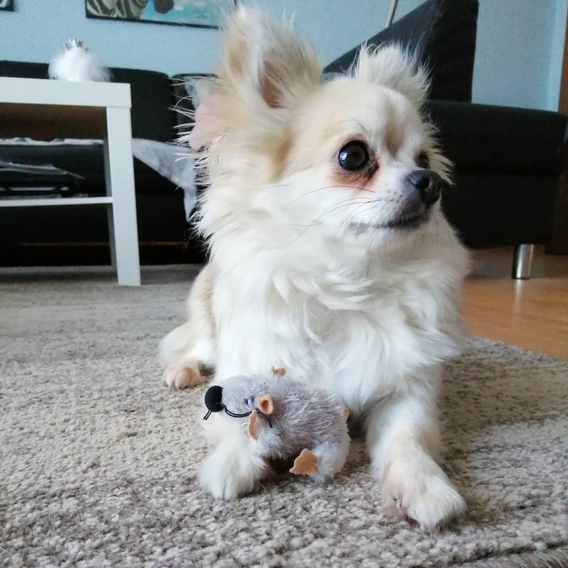 adorable chihuahua puppies for rehoming Image eClassifieds4u