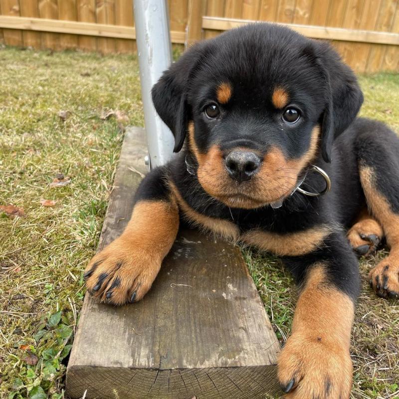 Awesome Rottweiler Puppies for Adoption Image eClassifieds4u