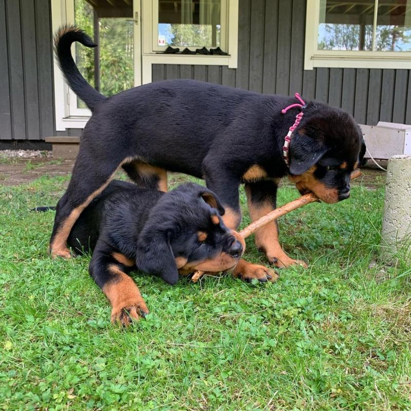 Beautiful male and female Rottweiler puppies. Image eClassifieds4u