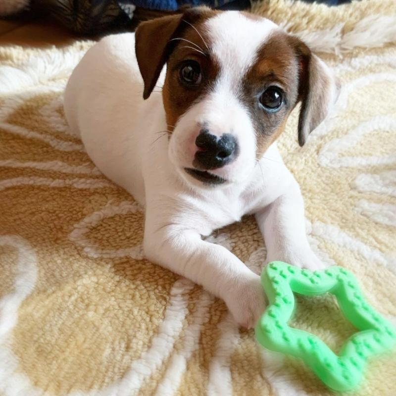 Lovable Jack Russel Puppies available Image eClassifieds4u