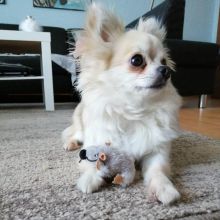 adorable chihuahua puppies for rehoming Image eClassifieds4U