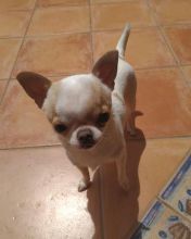 adorable chihuahua puppies for rehoming Image eClassifieds4U