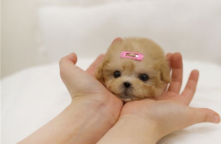 Ambiguous Toy poodle Puppies Image eClassifieds4u