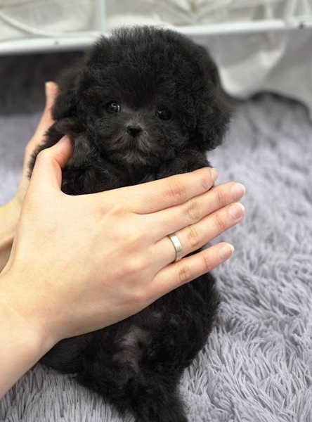 Ambiguous Toy poodle Puppies Image eClassifieds4u