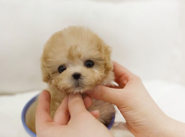 Home raised Toy Poodle puppies for rehoming Image eClassifieds4u